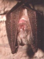 denebér bat