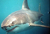 Puszta kézzel futamította meg az ötméteres cápát