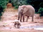 Az elefántok mély tisztelettel bírnak elhunyt hozzátartozókkal szemben