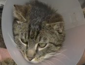 Macskákra lövöldöz: az állatkínzó akár börtönbüntetést is kaphat tettéért