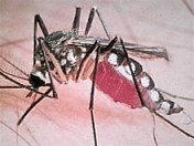 Fonálféreg állatokban - veszélyes lehet a szúnyogcsípés