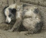Fogházbüntetést kapott a soproni állatkínzó