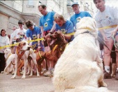 Kutyafutta a Városligetben: gazdik, kutyák együtt fogytak