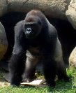 Horror az állatkertben! - Szöges almák a gorillák ketrecében