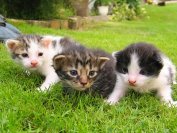 Kétmillió kóbor macska élhet Magyarországon