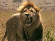 Pásztorok mérgezik a védett afrikai vadakat