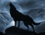 Lekerülhet a farkas a veszélyeztetett állatok listájáról - Elszaporodtak az ordasok