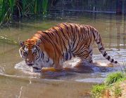 Bezártak egy tigriseket kínzó állatkertet