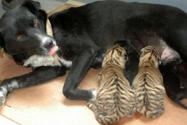 Állatmentõ kutyák: tigriseket etetnek tejükkel (képekkel)