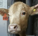 Precedensértékû vádemelés állatkínzási ügyben