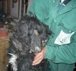 Brutális állatkínzás Tiszakécskén