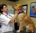 Kutyával orvosnál: az embernél is drágább