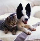Macska- és kutyabunda-kereskedési tilalom