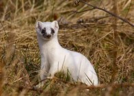 Olasz állatvédõk a hermelinrõl való lemondásra biztatják a pápát