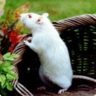 Terrárium-lakó, kínai õsökkel - Hogyan él a fehér patkány?