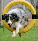Kutya agility - nemcsak profiknak való!