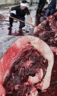 Tömeges delfinmészárlás Japánban