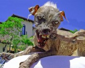 Kimúlt a világ legrondább kutyája - a cikkben nagy képpel!