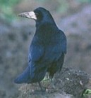 Az év madarai: a kék vércse és a vetési varjú