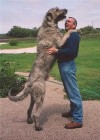 Gigászi házõrzõk - kinek van a legnagyobb kutyája?! (képekkel)