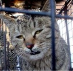 Levesbe szánt macskákat szabadítottak ki