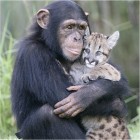 Egy csimpánz nevel fel egy pumakölyköt? Képekkel!