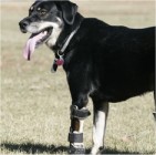 Protézist kapott a kétlábú kutya - képpel