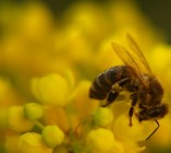 Hogyan ismerik fel a méhek az emberi arcot?