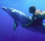 Betiltaná a delfinshow-kat és a delfinekkel való úszást egy vezetõ kutató