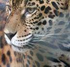 Parfümmel csalogatják elõ a jaguárokat a guatemalai dzsungelben