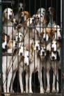 Figyelem: Kutyatenyésztõket, kutyatulajdonosokat vettek célba a tolvajok!