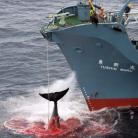 Még sem tilos a bálnavadászat?