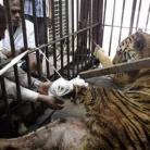 Legalább ezer tigris esett áldozatul a csempészetnek az elmúlt tíz évben