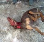Brutális állatkínzás: Eltörték a lábát, megszurkálták, majd elvágták a torkát