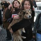 Nagy üzlet a kóbor kutyák elaltatása? Állatvédõk tüntettek Romániában!