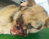 Kutyák is pusztulhatnak a szilveszteri petárdázás miatt 