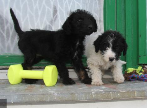 Kutyatestvéreket dobtak egy kertbe 1