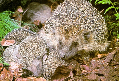 [Kép: img_675_2.jpg]