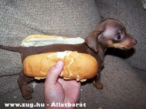 Ehető Kutya - hot dog?!